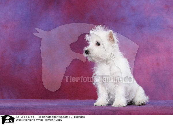 West Highland White Terrier Welpe / West Highland White Terrier Puppy / JH-14761
