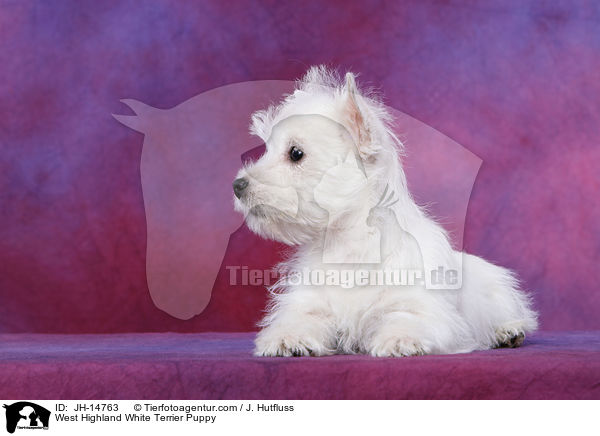 West Highland White Terrier Welpe / West Highland White Terrier Puppy / JH-14763