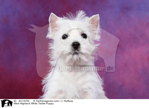 West Highland White Terrier Welpe / West Highland White Terrier Puppy / JH-14764