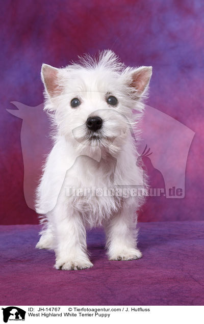 West Highland White Terrier Welpe / West Highland White Terrier Puppy / JH-14767
