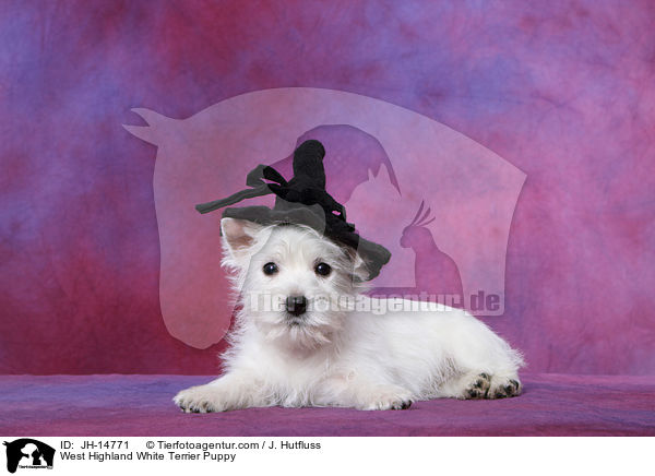 West Highland White Terrier Welpe / West Highland White Terrier Puppy / JH-14771