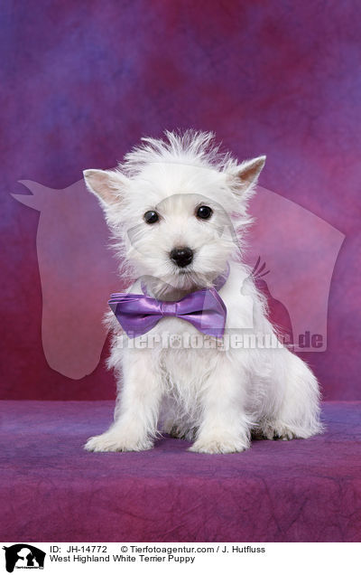 West Highland White Terrier Welpe / West Highland White Terrier Puppy / JH-14772
