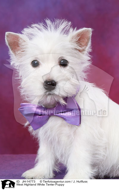 West Highland White Terrier Puppy / JH-14773