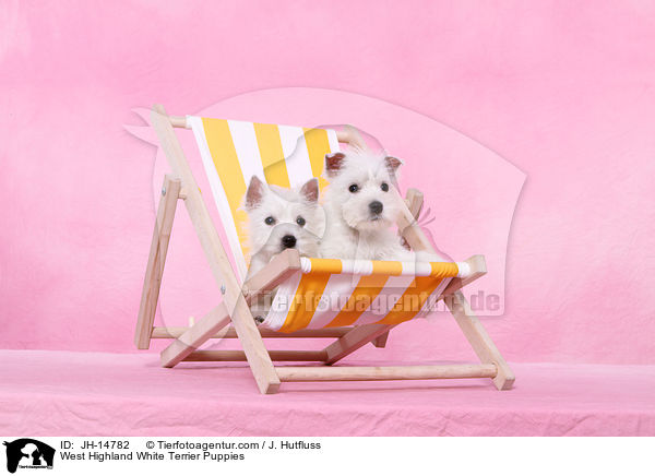 West Highland White Terrier Welpen / West Highland White Terrier Puppies / JH-14782