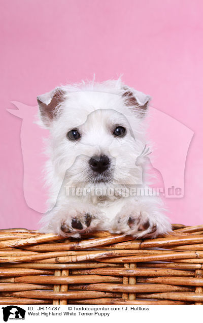 West Highland White Terrier Puppy / JH-14787