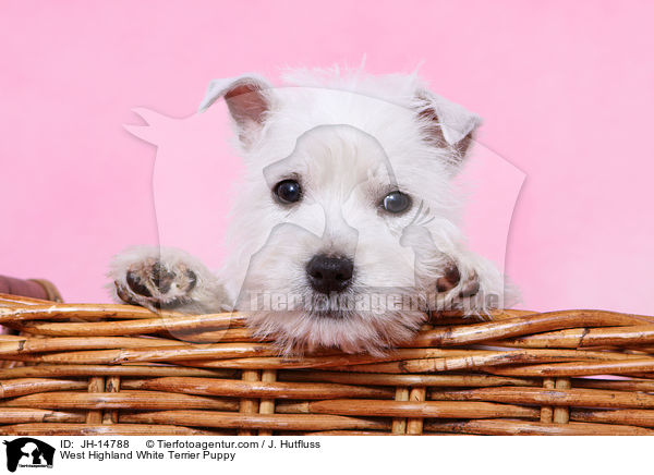 West Highland White Terrier Welpe / West Highland White Terrier Puppy / JH-14788