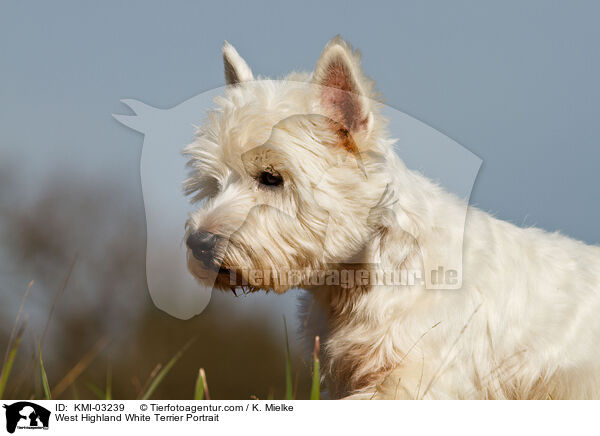 West Highland White Terrier Portrait / West Highland White Terrier Portrait / KMI-03239