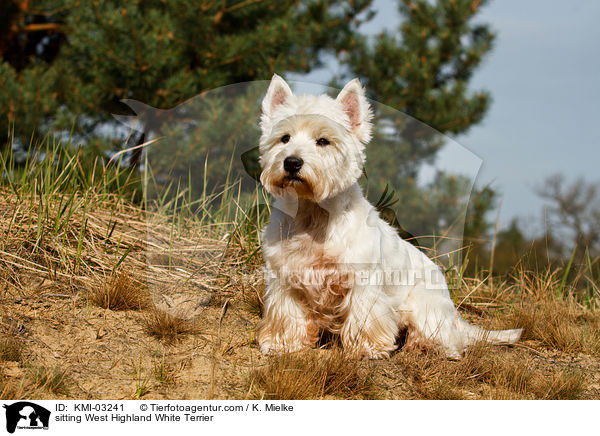 sitzender West Highland White Terrier / sitting West Highland White Terrier / KMI-03241