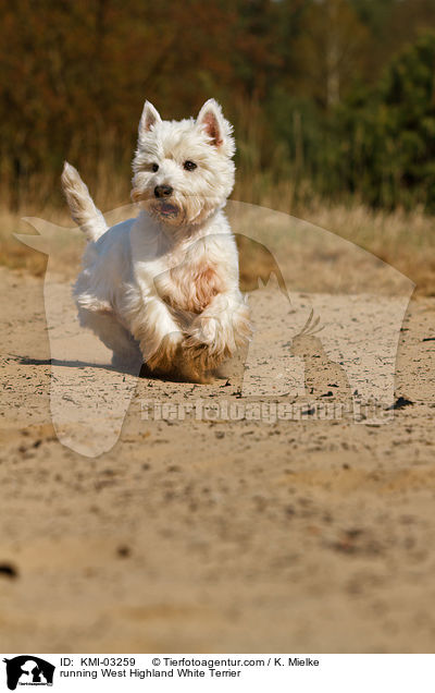rennender West Highland White Terrier / running West Highland White Terrier / KMI-03259