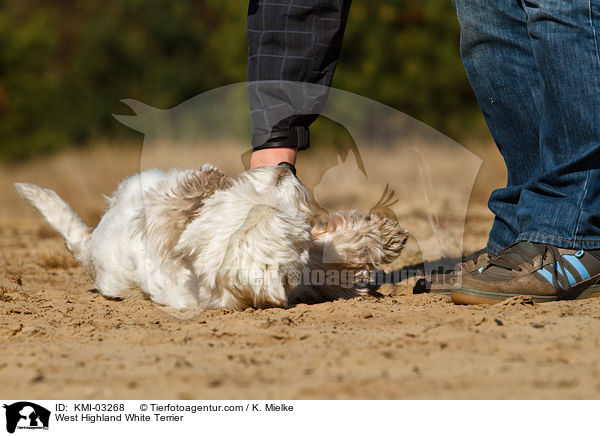West Highland White Terrier / West Highland White Terrier / KMI-03268