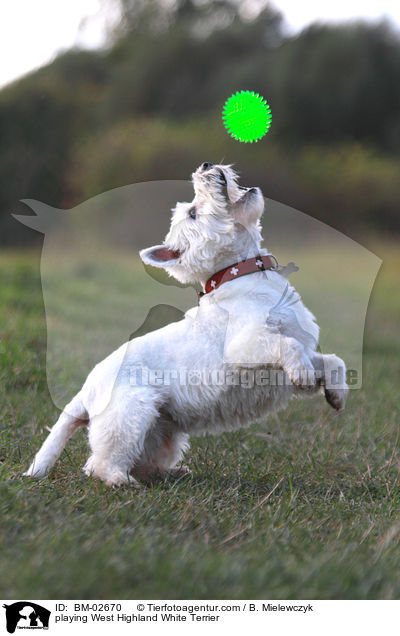 spielender West Highland White Terrier / playing West Highland White Terrier / BM-02670