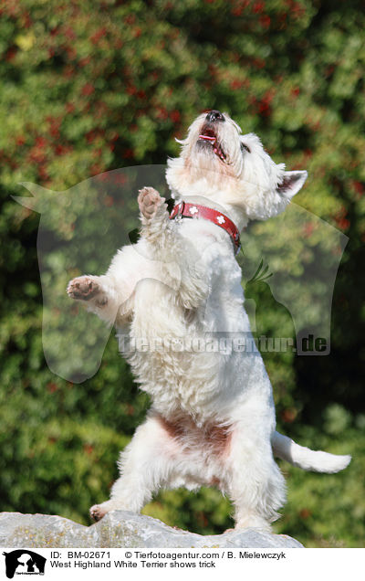 West Highland White Terrier shows trick / BM-02671