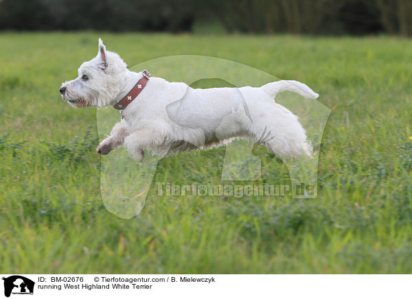 rennender West Highland White Terrier / running West Highland White Terrier / BM-02676