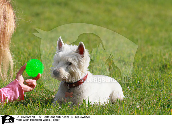liegender West Highland White Terrier / lying West Highland White Terrier / BM-02678