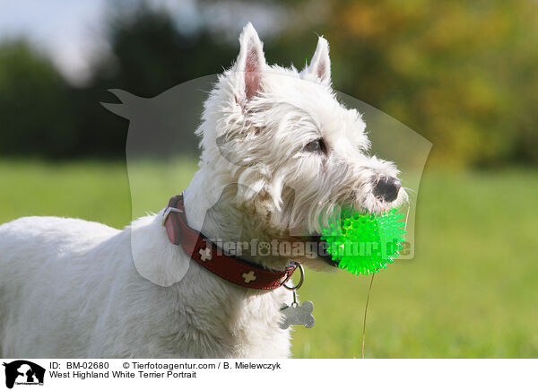 West Highland White Terrier Portrait / West Highland White Terrier Portrait / BM-02680