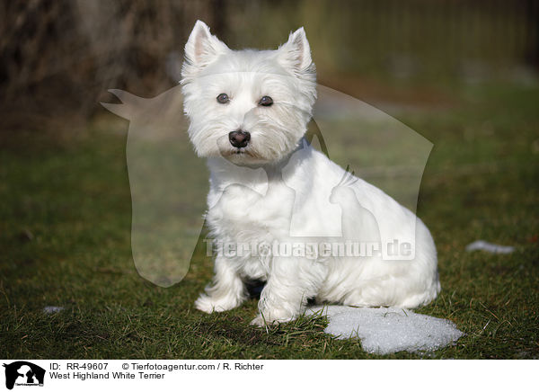 West Highland White Terrier / West Highland White Terrier / RR-49607