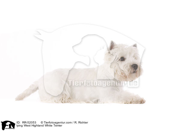 liegender West Highland White Terrier / lying West Highland White Terrier / RR-52053