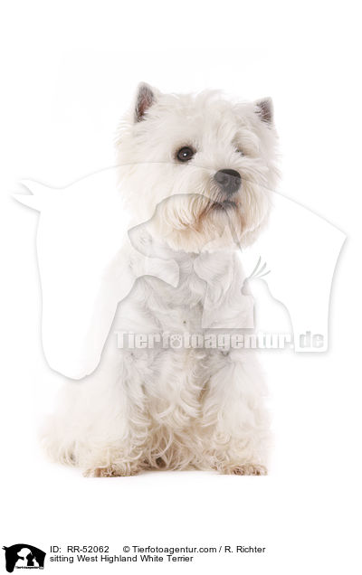 sitzender West Highland White Terrier / sitting West Highland White Terrier / RR-52062