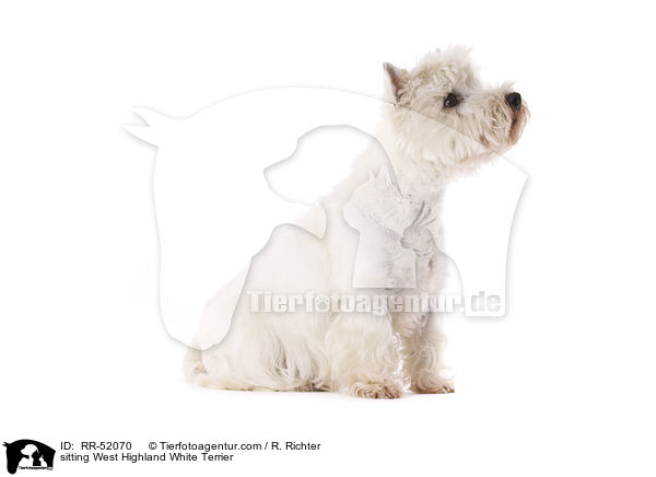 sitzender West Highland White Terrier / sitting West Highland White Terrier / RR-52070