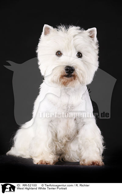 West Highland White Terrier Portrait / West Highland White Terrier Portrait / RR-52100