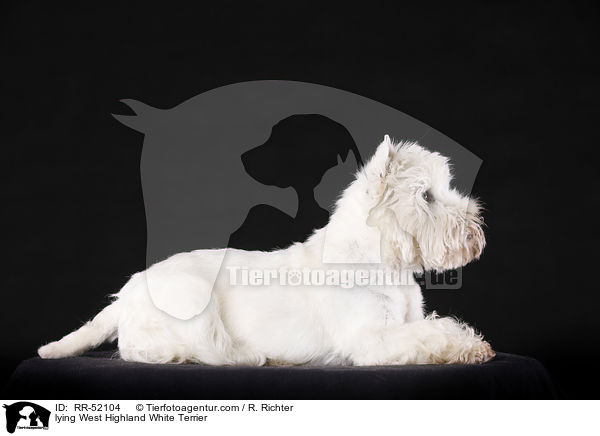 liegender West Highland White Terrier / lying West Highland White Terrier / RR-52104