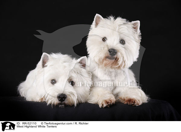 West Highland White Terrier / West Highland White Terriers / RR-52110