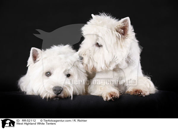 West Highland White Terrier / West Highland White Terriers / RR-52112