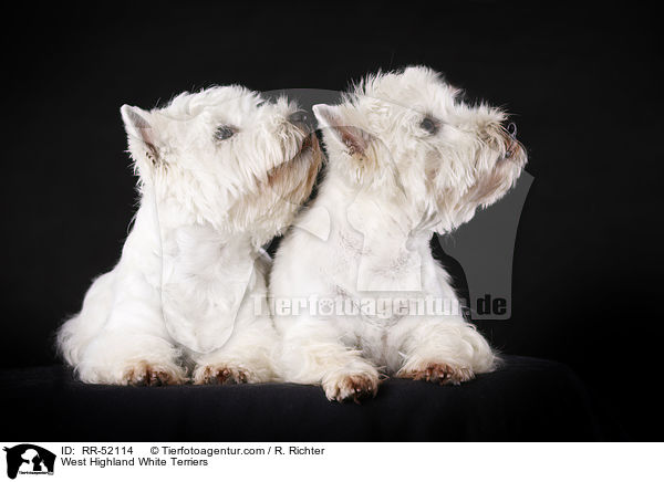 West Highland White Terrier / West Highland White Terriers / RR-52114
