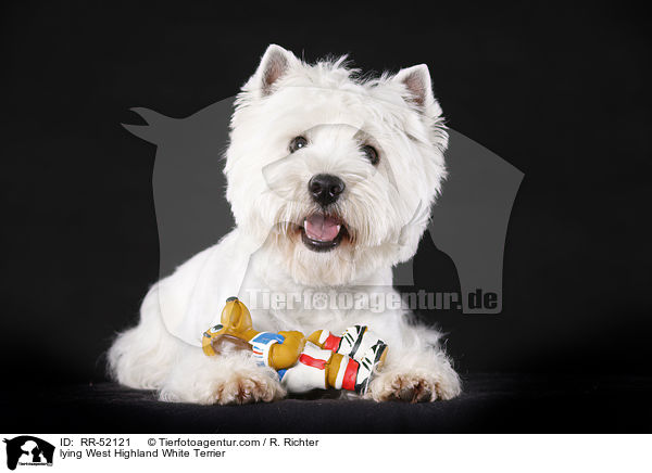 liegender West Highland White Terrier / lying West Highland White Terrier / RR-52121