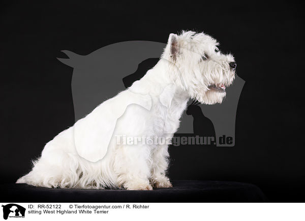 sitzender West Highland White Terrier / sitting West Highland White Terrier / RR-52122