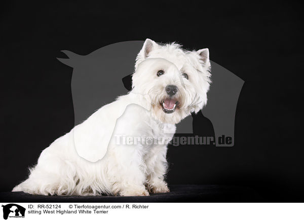 sitzender West Highland White Terrier / sitting West Highland White Terrier / RR-52124