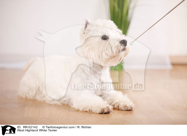 West Highland White Terrier / West Highland White Terrier / RR-52142