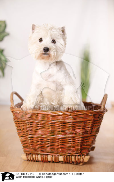 West Highland White Terrier / West Highland White Terrier / RR-52148