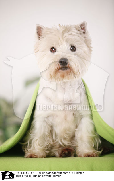 sitzender West Highland White Terrier / sitting West Highland White Terrier / RR-52154