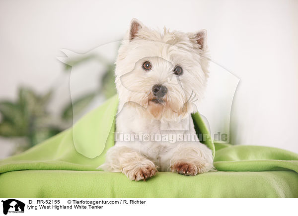 liegender West Highland White Terrier / lying West Highland White Terrier / RR-52155