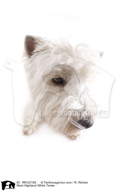 West Highland White Terrier / West Highland White Terrier / RR-52166