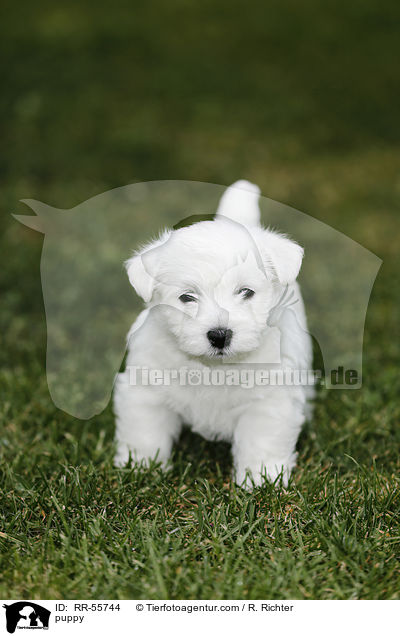 West Highland White Terrier Welpe / puppy / RR-55744