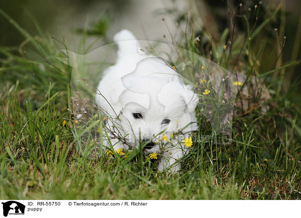 West Highland White Terrier Welpe / puppy / RR-55750