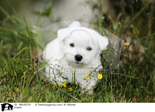 West Highland White Terrier Welpe / puppy / RR-55751