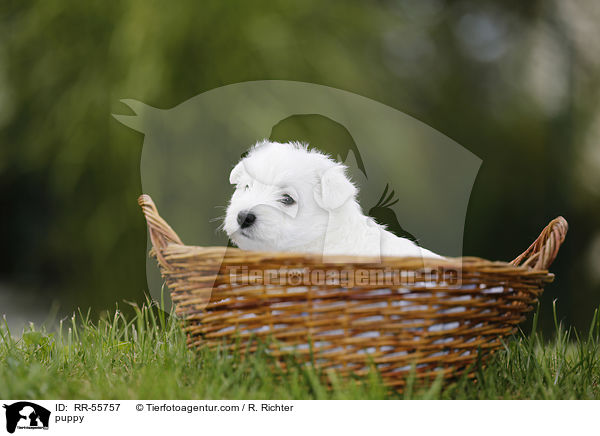 West Highland White Terrier Welpe / puppy / RR-55757