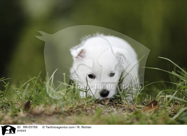 West Highland White Terrier Welpe / puppy / RR-55766