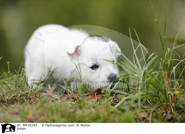 West Highland White Terrier Welpe / puppy / RR-55767