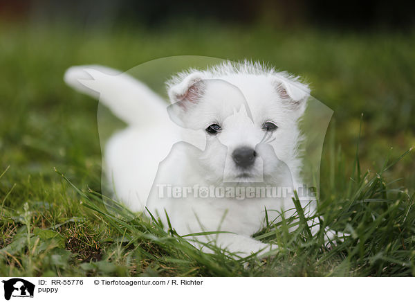 West Highland White Terrier Welpe / puppy / RR-55776