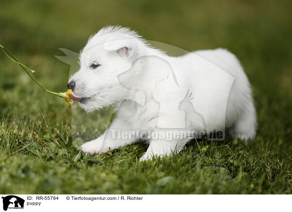 West Highland White Terrier Welpe / puppy / RR-55784