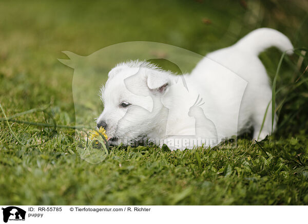 West Highland White Terrier Welpe / puppy / RR-55785