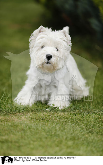 West Highland White Terrier / West Highland White Terrier / RR-55805