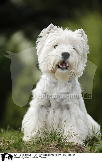 West Highland White Terrier / West Highland White Terrier / RR-55812