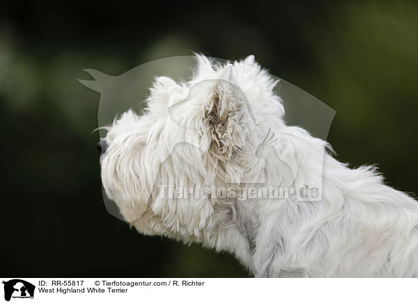 West Highland White Terrier / West Highland White Terrier / RR-55817