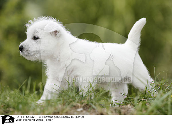 West Highland White Terrier / West Highland White Terrier / RR-55832