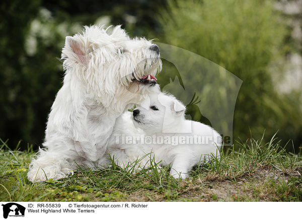 West Highland White Terrier / West Highland White Terriers / RR-55839